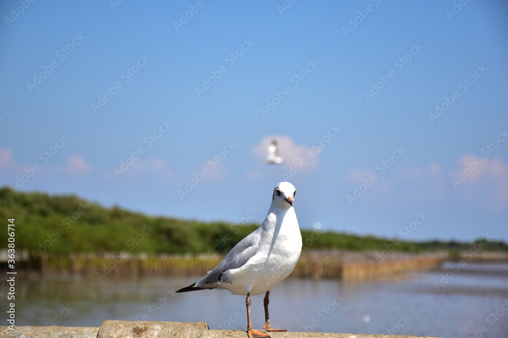 Seagull portrait against sea shore. Close up view of bird seagull sitting on the edge of the bridge at Bangpu Recreation Center, Samut Prakan, Thailand Seagull portrait against sea shore. Close up view of bird seagull sitting on the edge of the bridge at Bangpu Recreation Center, Samut Prakan, Thailand