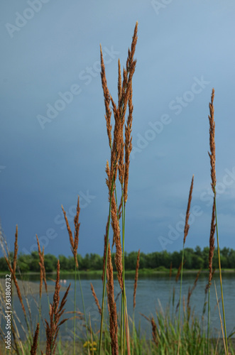 Riverbank. July grass. Hot day. Summer. Water. © Elena Fedorowa
