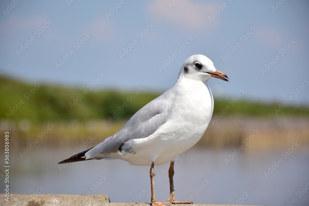 Seagull portrait against sea shore. Close up view of bird seagull sitting on the edge of the bridge at Bangpu Recreation Center, Samut Prakan, Thailand Seagull portrait against sea shore. Close up view of bird seagull sitting on the edge of the bridge at Bangpu Recreation Center, Samut Prakan, Thailand