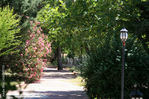 Pedestrian path in the park. Lighting pole. Shrubs and Trees.
