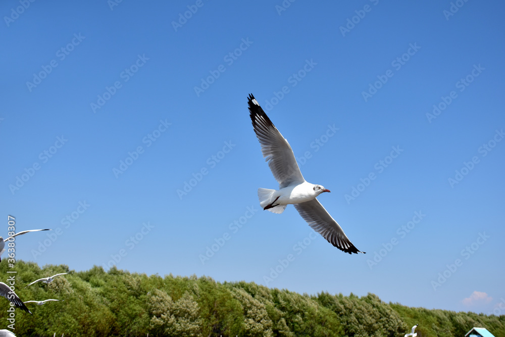 Obraz premium The seagulls on air above the sea water surface view horizon at Samutprakan, Thailand