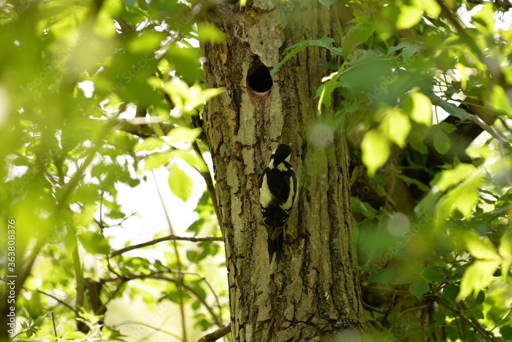 Fototapeta premium woodpecker in the forest