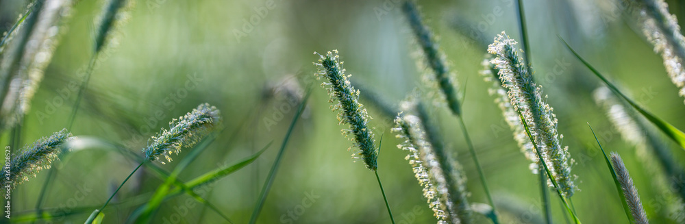 flowering grass in the detail - pollen allergy danger