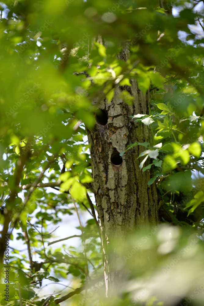 Fototapeta premium woodpecker in the forest