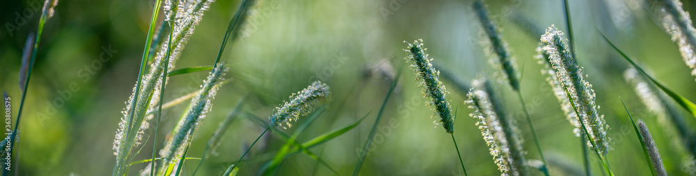 flowering grass in the detail - pollen allergy danger