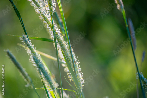 flowering grass in the detail - pollen allergy danger