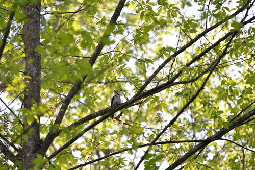 woodpecker in the forest
