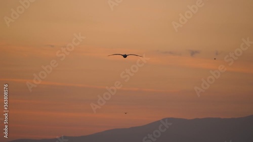 birds flying in the sunset