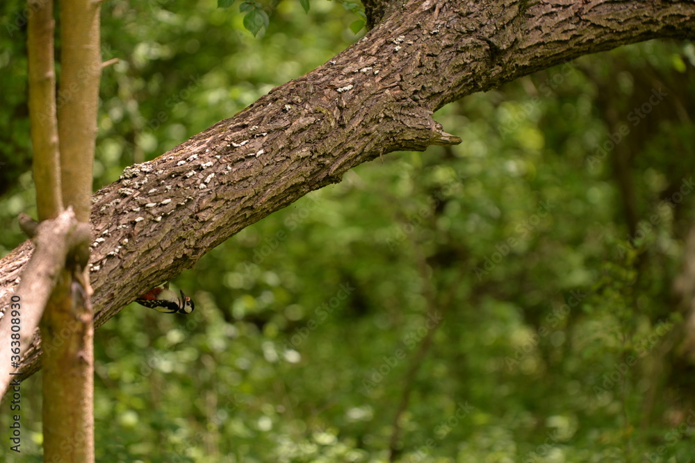 woodpecker in the forest woodpecker in the forest