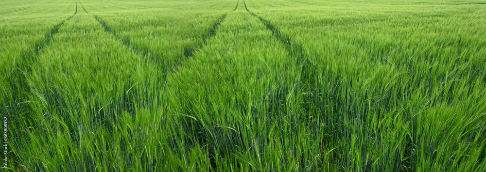 Green wheat field with lane of tractor background countryside Green wheat field with lane of tractor background countryside