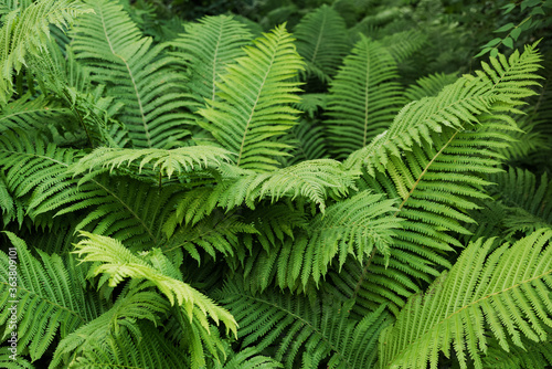 large green fern leaves