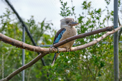 Blue-winged kookaburra, bird sitting on a branch. Wildlife, bird watching
