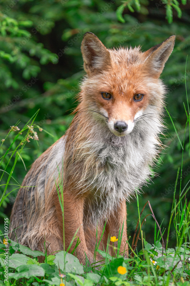 Fototapeta premium red fox in the wild