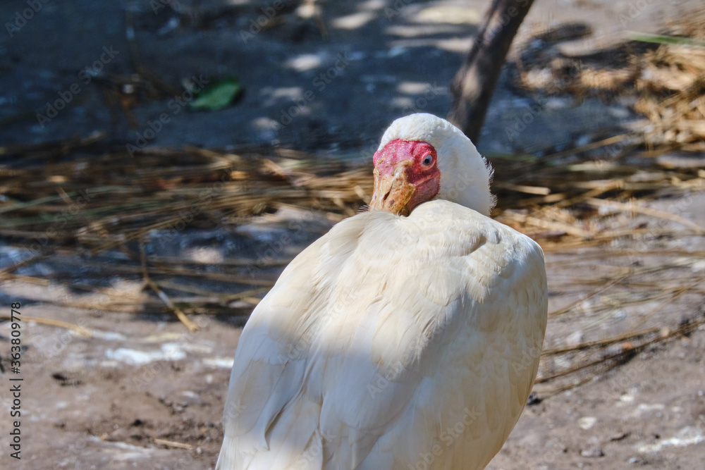 Obraz premium Head shot of a African spoonbill, bird itches on its back, standing in the sun