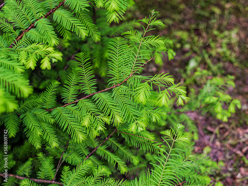 Metasequoia glyptostroboides, the dawn redwood, closeup leaves