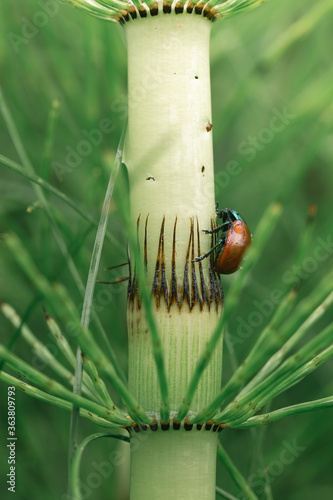 ladybug on a leaf