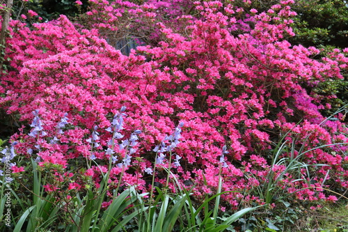 Azalée et jacinthe des bois