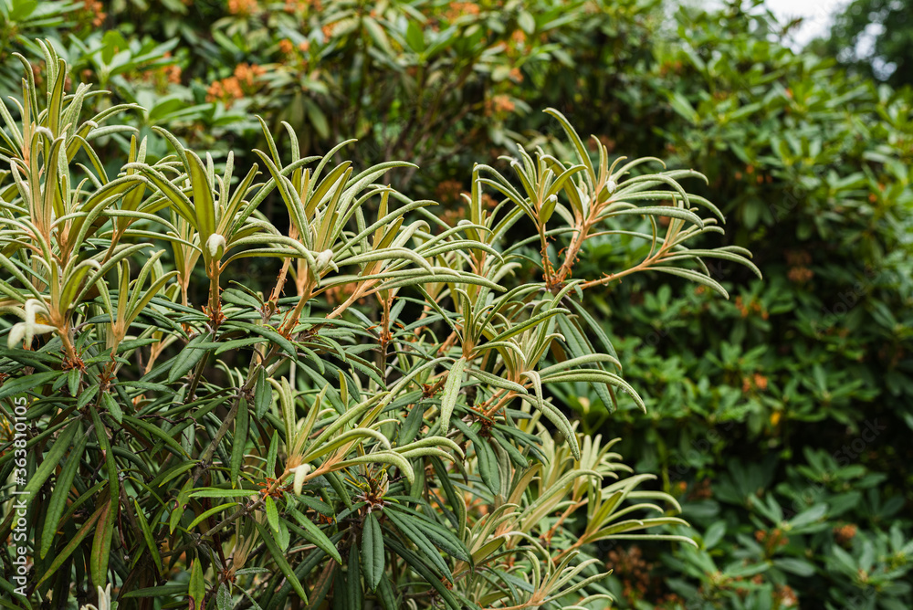 green leaves of hippophae rhamnoides or sea-buckthorn green leaves of hippophae rhamnoides or sea-buckthorn