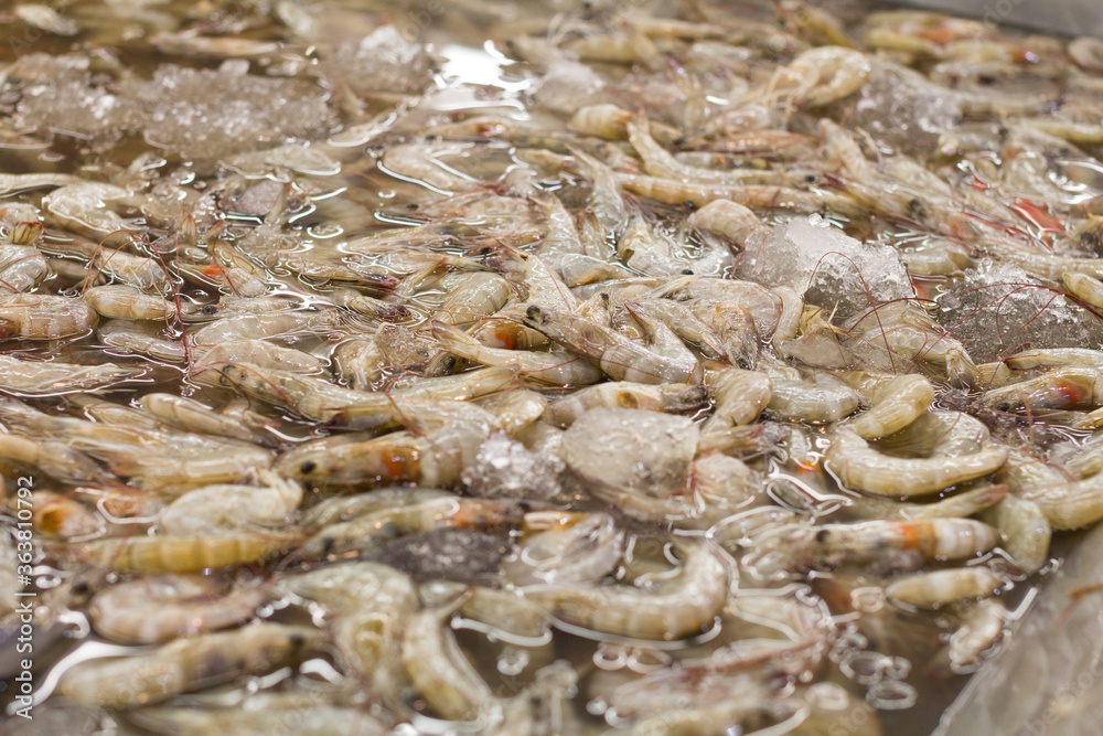 Fresh shrimp at the market for sell Fresh shrimp at the market for sell