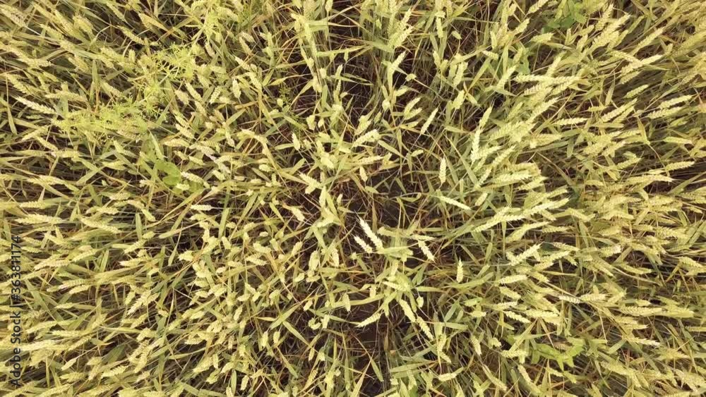 Aerial view of a natural yellow wheat field. Ripe ears of wheat Aerial view of a natural yellow wheat field. Ripe ears of wheat