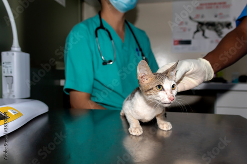 A small kitten is examined by the veterinarian doctor after being rescued from a sewer drain pipe in 45 degree Celsius heat