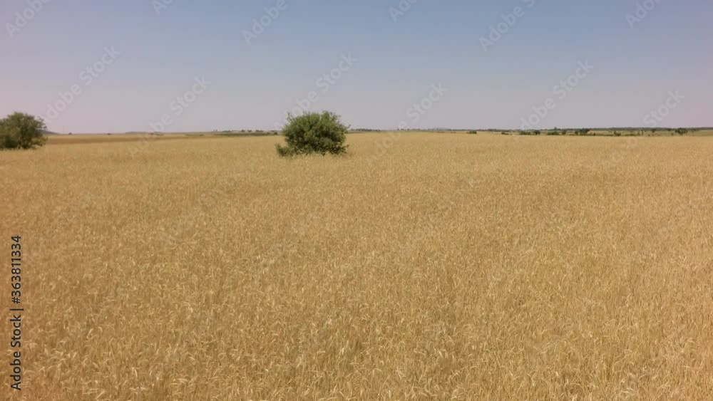 Elevating from wheat field with holm oak in the middle Elevating from wheat field with holm oak in the middle