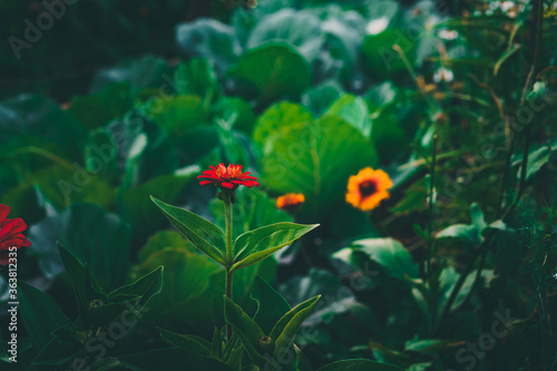 A beautiful red flower stands alone in the garden with cabbage