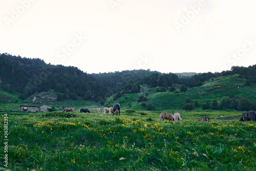 horses grazing in a natural park in the andorran pyrenees