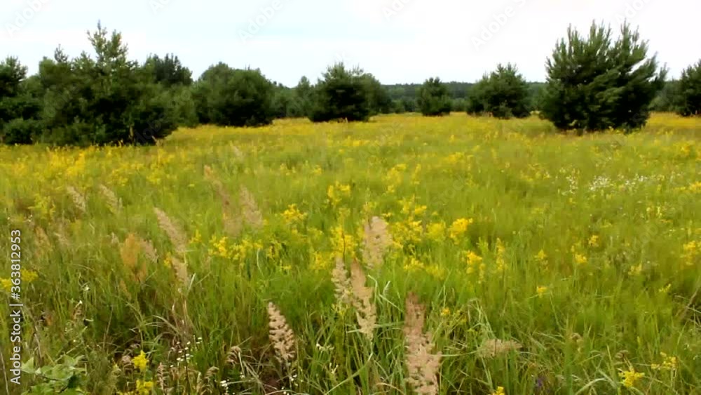 Wild flowers and herbs
Spring and summer - the time of flowering meadow flowers and herbs.
Wild flowers and herbs
Spring and summer - the time of flowering meadow flowers and herbs.