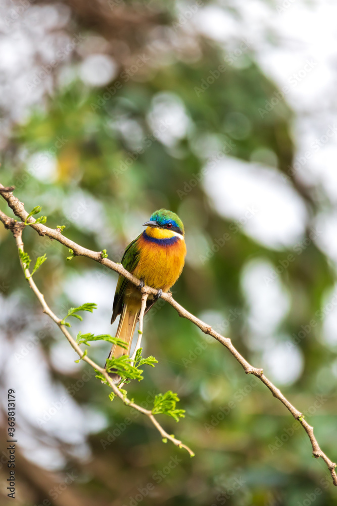 beautiful colored small bird Blue-breasted bee-eater (Merops variegatus) perched on tree, Ethiopia Africa wildlife beautiful colored small bird Blue-breasted bee-eater (Merops variegatus) perched on tree, Ethiopia Africa wildlife