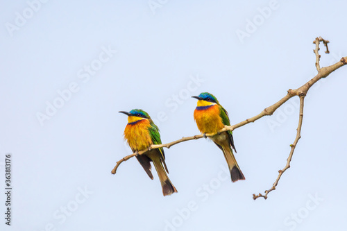 beautiful colored pair of small birds Blue-breasted bee-eater (Merops variegatus) perched on tree, Ethiopia Africa wildlife