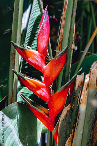 beautiful red Heliconia, flowering plants in the monotypic family Heliconiaceae. Ethiopia wilderness photo