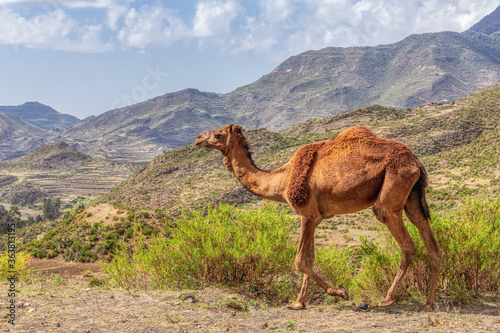 Cute wild camels in Simien mountain, Tigray region countryside near Mekelle, Northern Ethiopia. © ArtushFoto