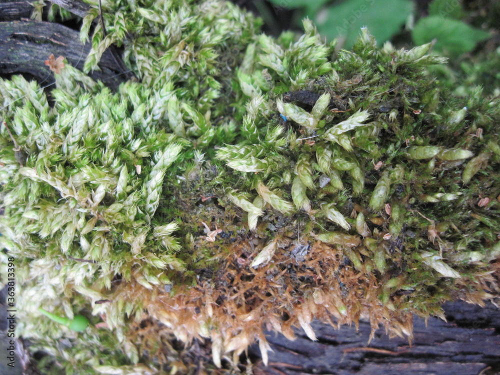 the surface of the branch overgrown with short green grass the surface of the branch overgrown with short green grass