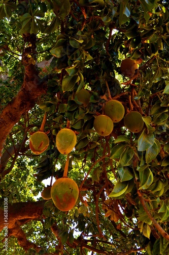 baobab fruits on the tree photo