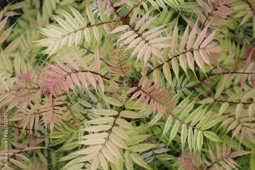 SORBARIA sorbifolia 'Sem' 