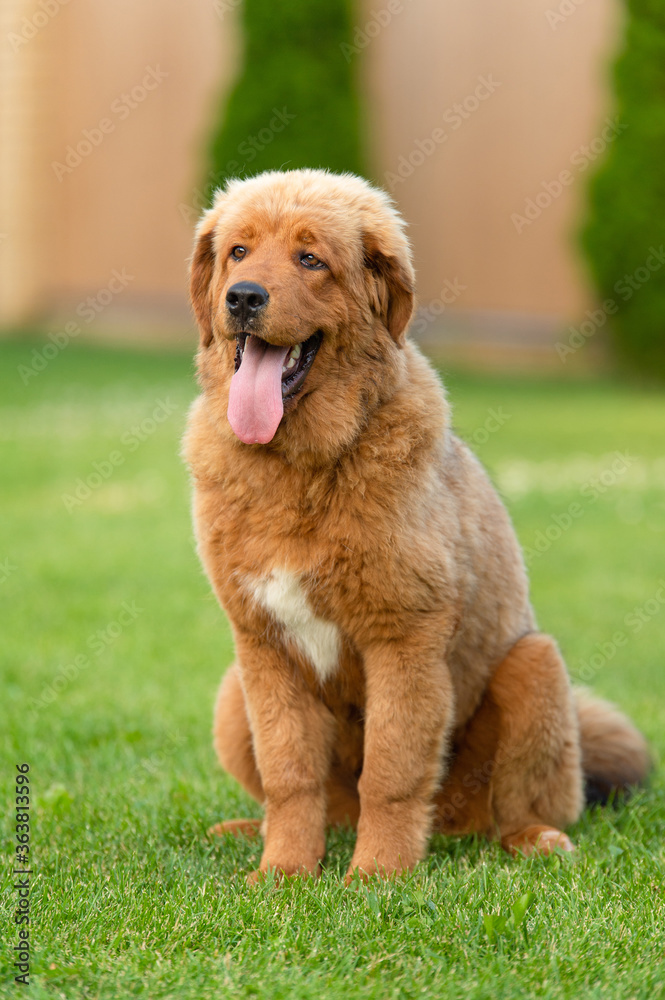 ginger puppy of Tibetan mastiff breed is sitting on the grass. Summer time.