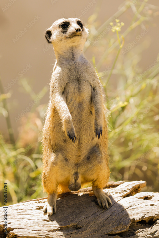 Fototapeta premium Magnifique suricate en plein desert