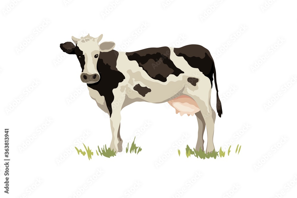 black and white cow. Vector illustration on the theme of dairy products and livestock, watercolor style.