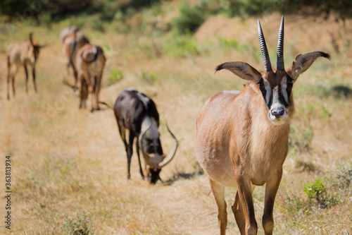 Antilope devant un troupeau d'antilopes pendant un safari