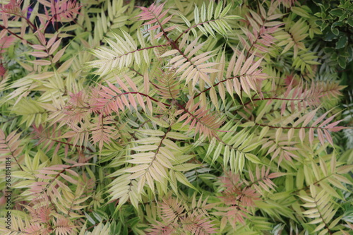 SORBARIA sorbifolia 'Sem' 