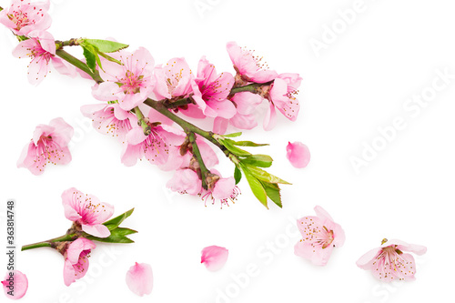 peach flowers isolated on white background. spring flowers. top view