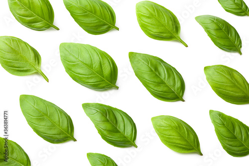 basil leaves isolated on a white background. top view