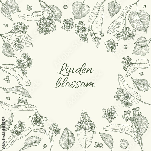 Linden branches flowers and leaves herbal frame. Hand drawn style. Retro vintage graphic border design. Detailed botanical vector sketch for tea, organic cosmetic, medicine, aromatherapy.