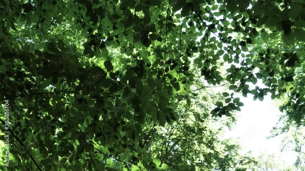 Smooth camera movement through beautiful green forest in daylight, summer