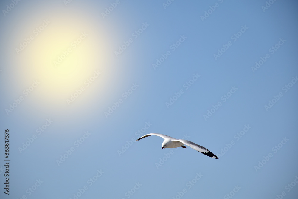 The seagulls on air above the sea water surface view horizon at Samutprakan, Thailand
