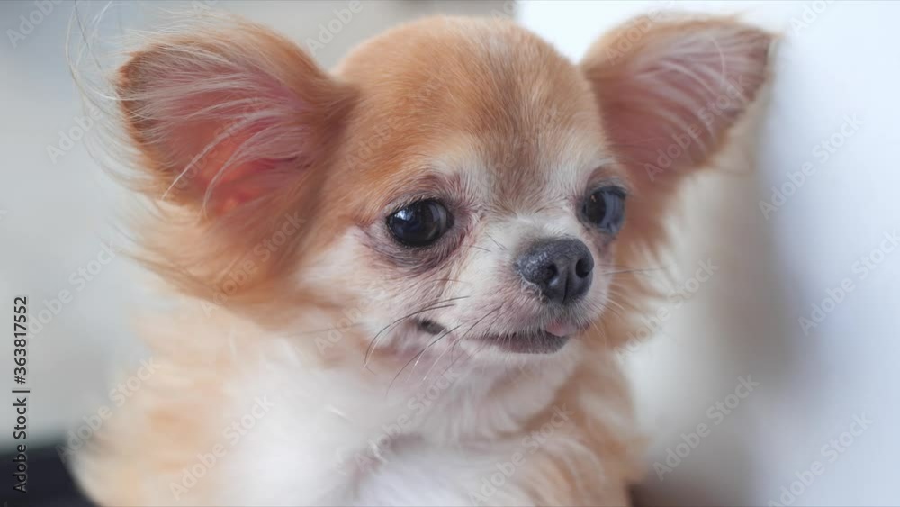 Close-up face of cute Chihuahua standing in living room. Close-up face of cute Chihuahua standing in living room.