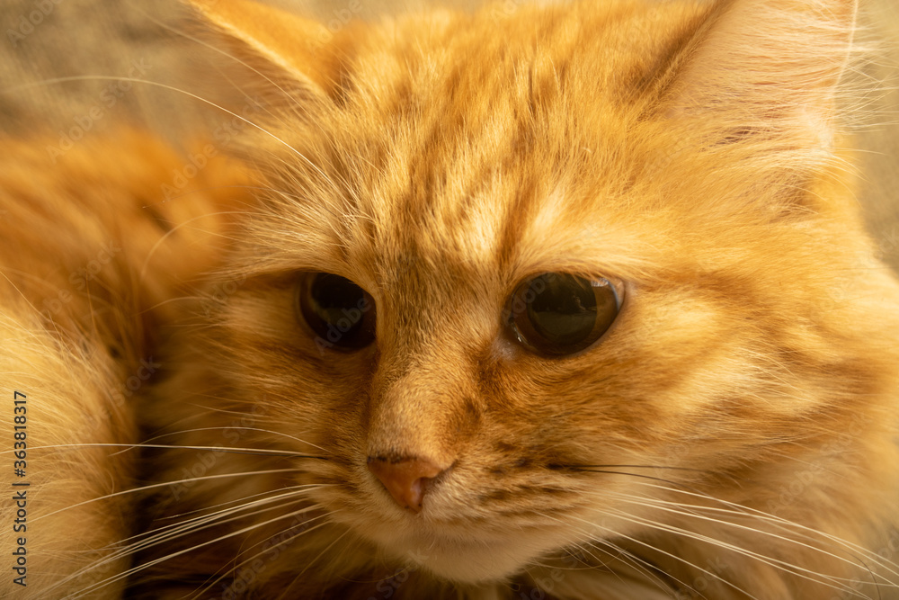 Portrait of a red cat close-up. A family pet.