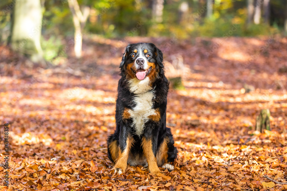 bernese mountain dog in autumn bernese mountain dog in autumn
