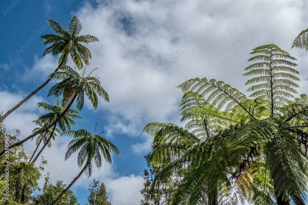 Fern trees against blue cloudy sky of New Zealand